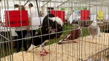 Turriff Show - Fur and Feathers