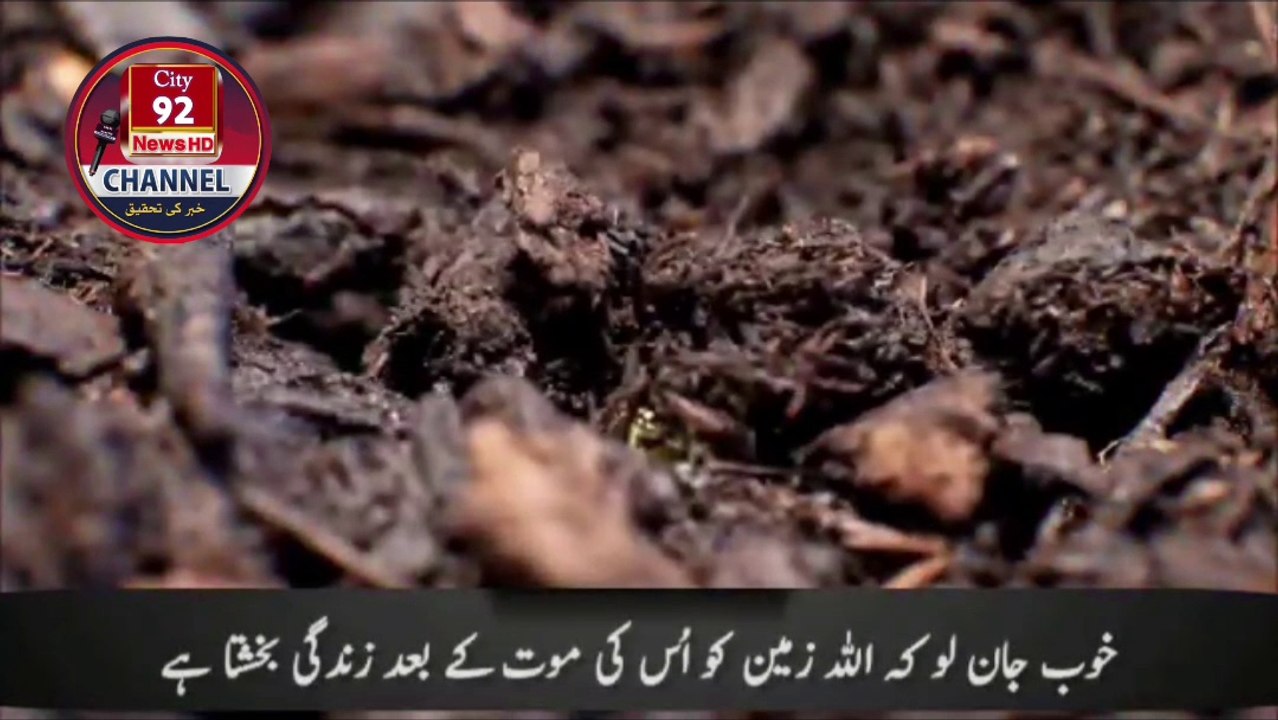Tilawat Quran e Pak