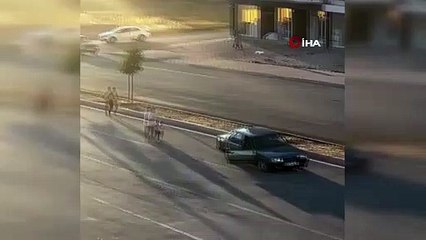 YAYAYA ÇARPIP KAÇTIĞI ANLAR "PES ARTIK" DEDİRTTİ!