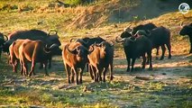 The Moment The Big Cat Injured its Tail And What Happened Next