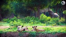 Painful! Injured Buffalo Fights Big Cats For Life