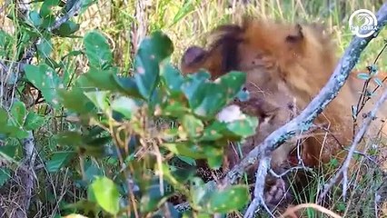 Many Times Big Cat Are Injured By Powerful And Fearsome Enemies