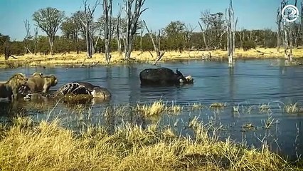 Big Cat with Injured Leg Fights For Life