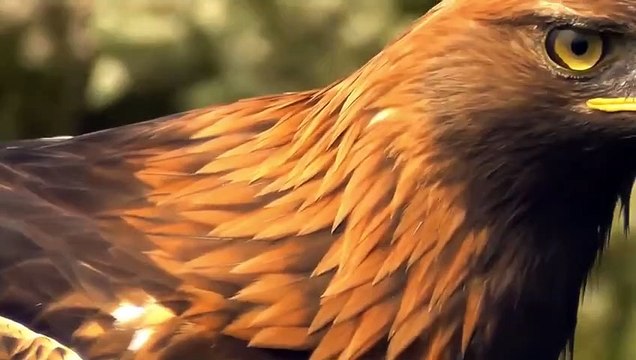Lion Mom Protects Cubs from Crocodile Mother Lion Tries To Take Two Children Swim Across The River