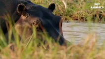 Family Hippo Attack Crazy Lion Hunting, Powerful Rhino vs Lion    Real Fight Wild Animal Attacks