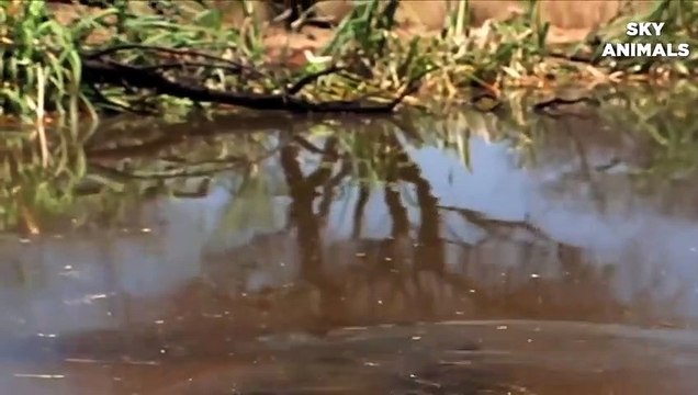 Crocodile vs Big Python Snake Real Fight Snake attack Crocodile Lion cheetah - Wild Animal Attacks