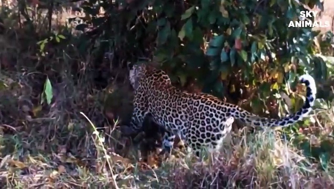 Mother Leopard Attack Giant Python To Protect Cub - Leopard vs Snake Python   Wild Animals Fights