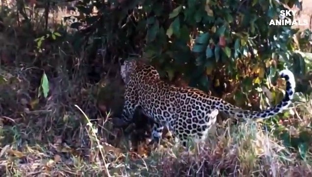 Mother Leopard Attack Giant Python To Protect Cub - Leopard vs Snake Python Wild Animals Fights