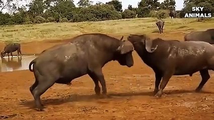 Lion vs Buffalo Battle is not never   Buffalo Too Angry Destroy The Strongest Lion in African