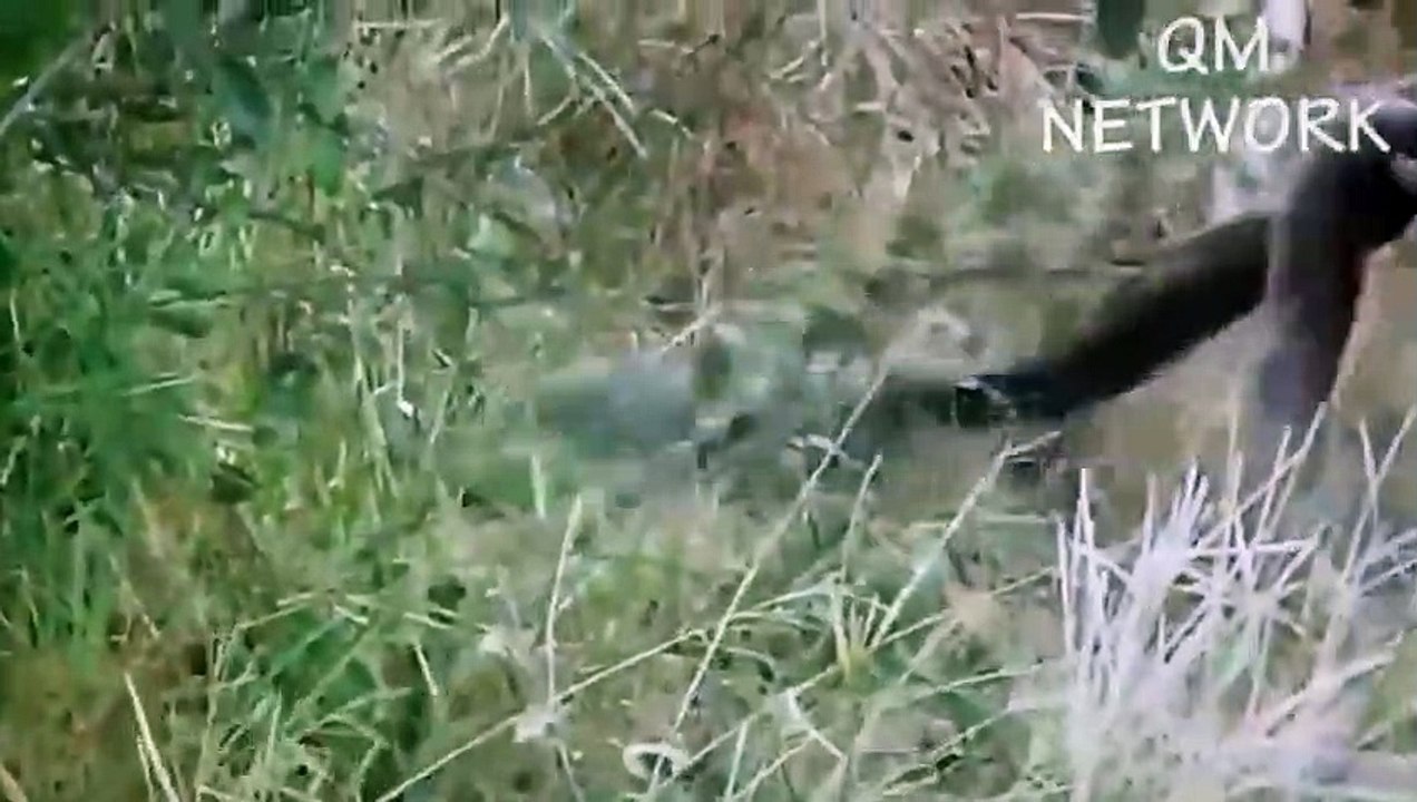 Big mistake of Crocodile when provoked Lion King! Lion vs Crocodile, leopard vs warthog, wild dogs