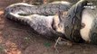 Lions vs Big Python Snake Real Fight   Lions attack Crocodile Lion cheetah - Wild Animal Attacks