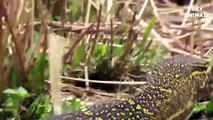 Fight Classic  Lizard vs King cobra   Snake hunting lizard   The Reptiles of the Desert