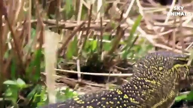 Fight Classic Lizard vs King cobra Snake hunting lizard The Reptiles of the Desert