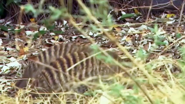 Snake King Cobra Vs Mongoose Real Fight Big Battle In The Desert Most Amazing Attack of Animals