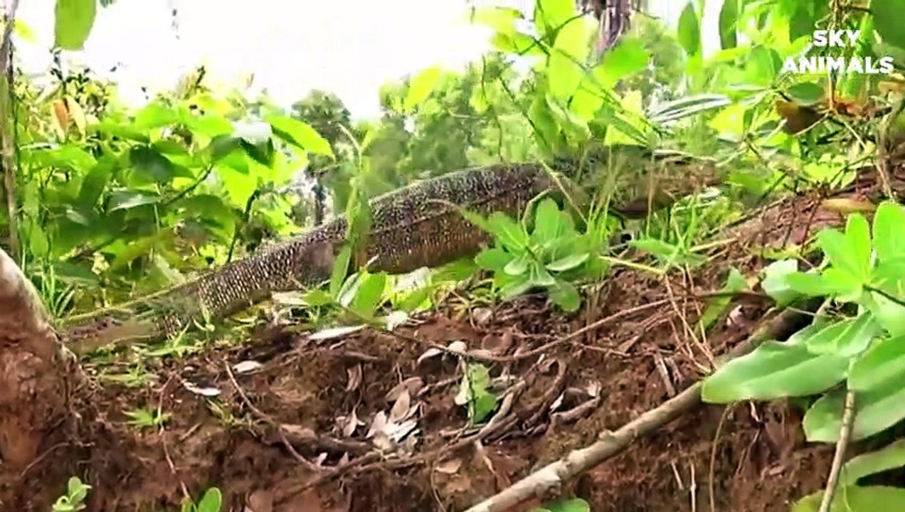 Snake King Cobra Fail to Save Eggs From Dragon Komodo Hunting   Animals Save Other Animals