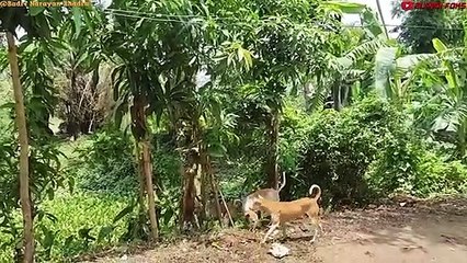 Mother Monkey Attacks 250 Dogs to Revenge Her Baby in India 2