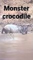 A giant crocodile waiting for its prey underwater attacks wildebeest   #shorts