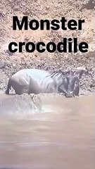 A giant crocodile waiting for its prey underwater attacks wildebeest   #shorts