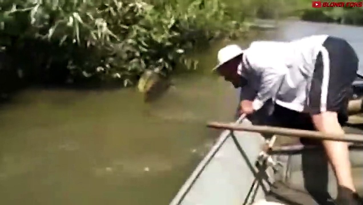 Top 10 Most Dangerous Sea Animals In The World! - Killers of Orcas!