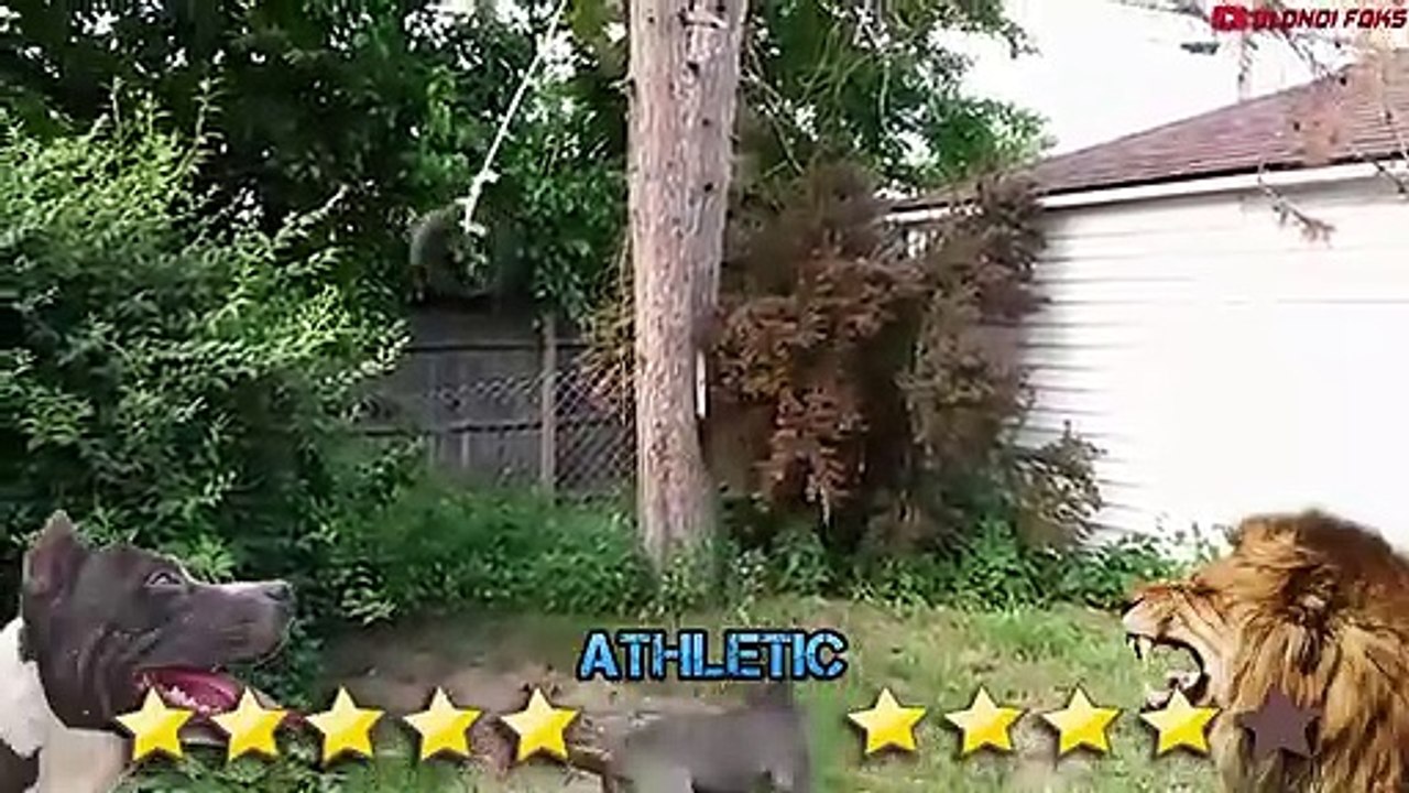 Pitbull VS Lion - Best Lion VS Trained Pitbull Real Fight Video Ever - Blondi Foks