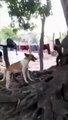 Mother Monkey Attacks 250 Dogs to Revenge Her Baby in India! Monkeys VS Dogs War! #shorts