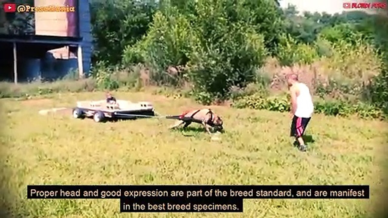 Top 10 Most Muscular Dog Breeds In The World - 10 Most Muscular Dogs Of ALL TIMES