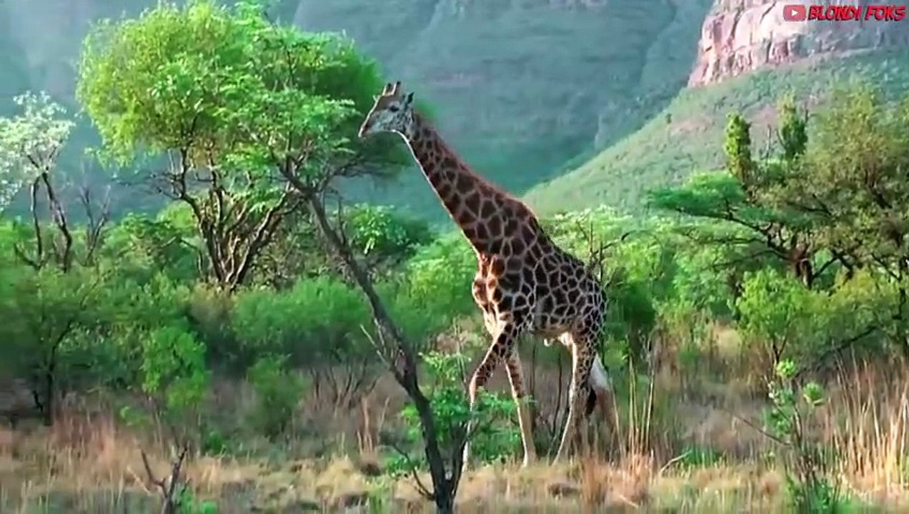 10 Animals That The Lion Doesn't Like To Hunt - When Prey Animals Fights Back!