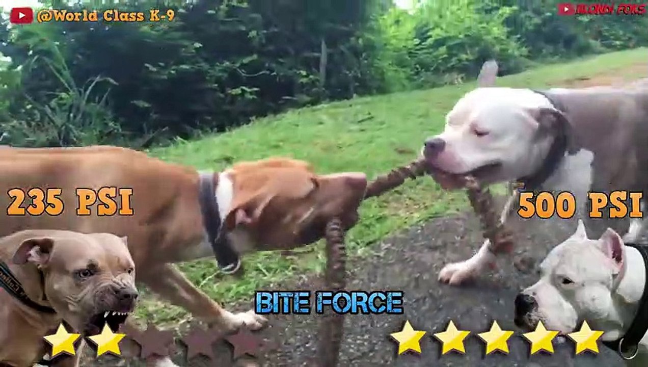 Pitbull VS Dogo Argentino - Dogo Argentino VS Pitbull - Blondi Foks