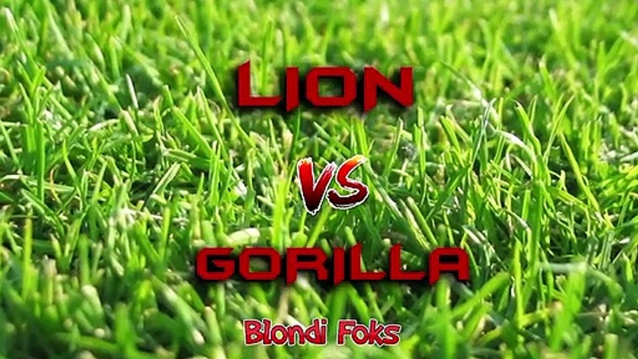 Lion VS Gorilla - Gorilla VS Lion Fight Real Video - Blondi Foks