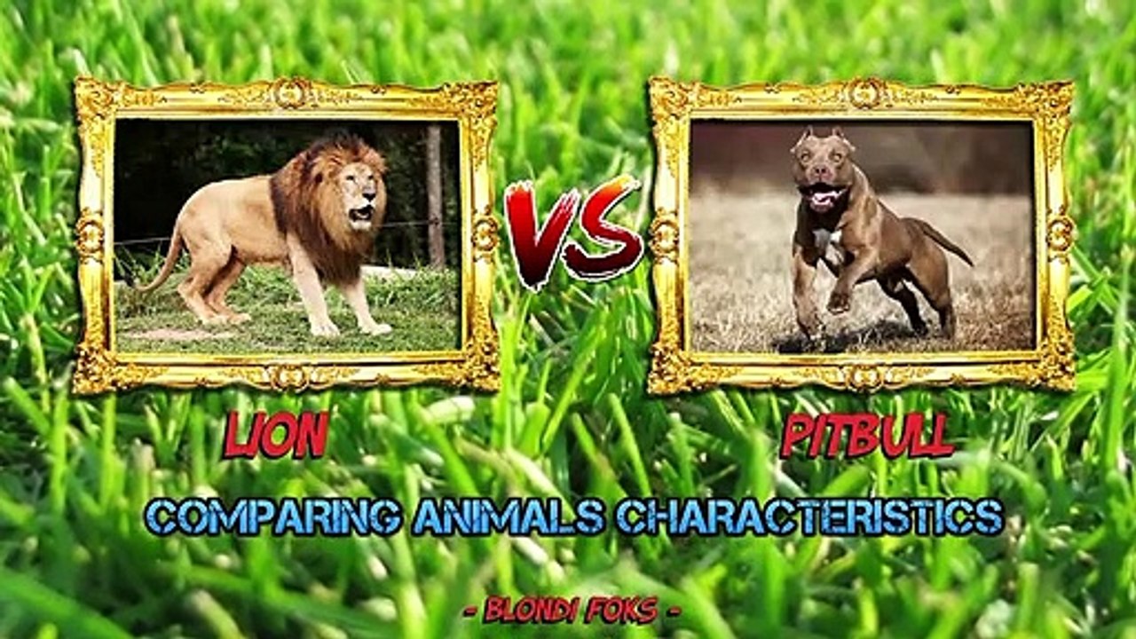 Pitbull VS Lion - Lion VS Pitbull Fight Real Video - Blondi Foks