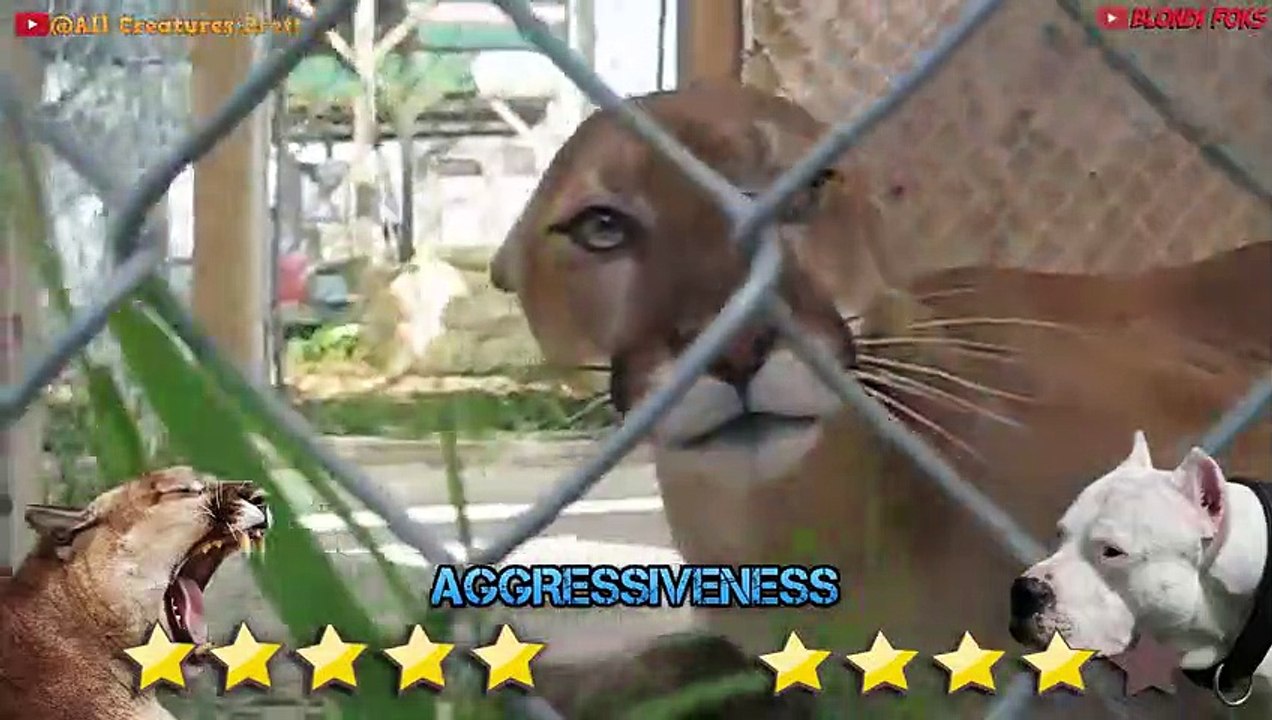 Dogo Argentino VS Mountain Lion Puma Cougar - Trained Dogo Dog VS Puma Cougar Comparison
