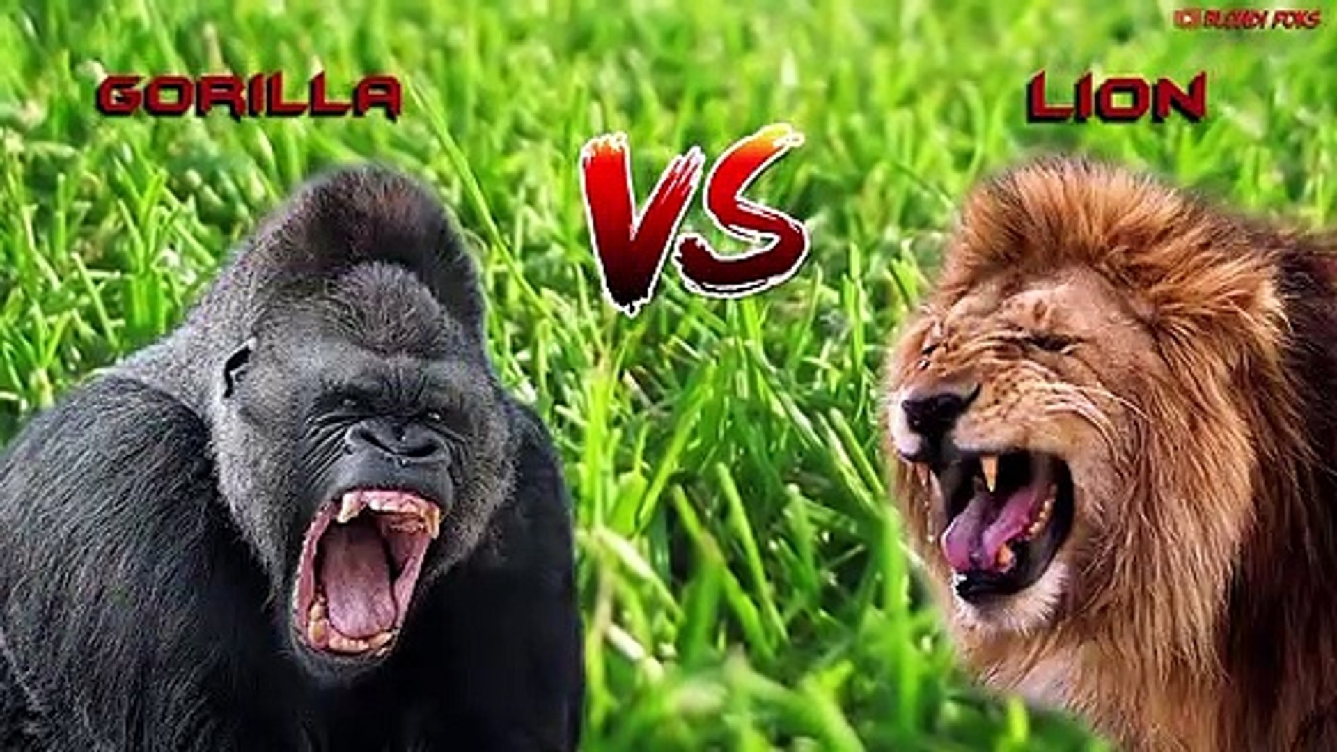 Gorilla VS Lion - Lion VS Gorilla Real Fight - Blondi Foks - video  Dailymotion