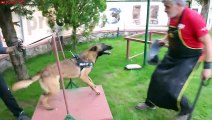 Belgian Malinois HARD Training (Protection & Guard Dogs)