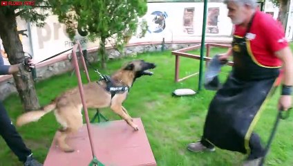 Belgian Malinois HARD Training (Protection & Guard Dogs)