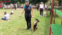 Belgian Malinois Dog is Aggressive Belgian Malinois Real Fight - Malinois fighting other dogs