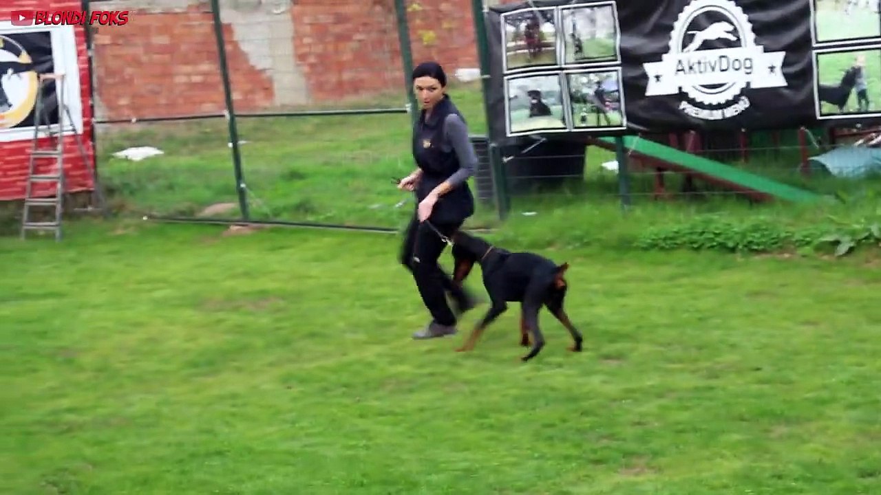 Dog Walking Training with Rottweiler & Doberman - Which one better