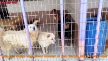 I Visited Dog Rescue Shelter - Excellent Pitbull & Puppy