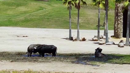 OMG ! Angry Rhinos Attack Buffalo Because Buffalo Dare To Fight For Territory And Tragic For Buffalo