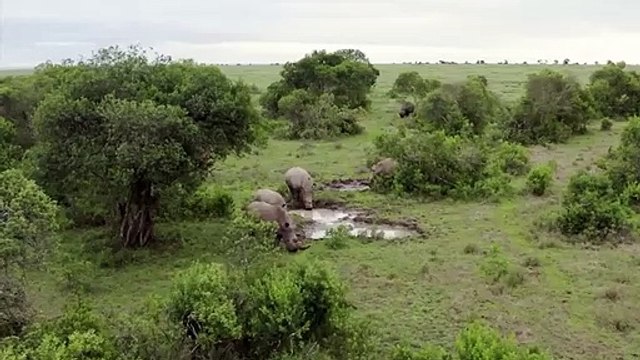 OMG ! Crazy Rhino Attacks Hyenas And Tragic End For Hyenas