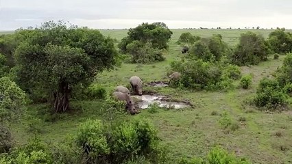 OMG ! Crazy Rhino Attacks Hyenas And Tragic End For Hyenas