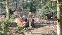 Angry Hyena Attacks Wild Boar, Causing The Wild Boar To Cry Out In Pain - End Tragic  For Wild Boar