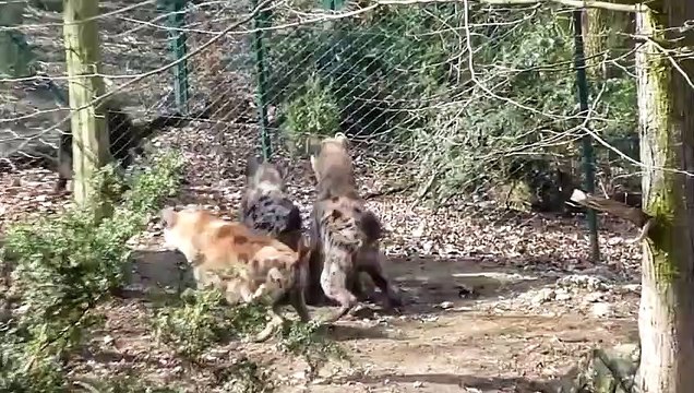Angry Hyena Attacks Wild Boar, Causing The Wild Boar To Cry Out In Pain - End Tragic For Wild Boar
