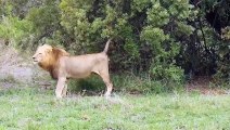 Revenge ! Howling Leopard Noise Makes Lion For Waking Angry Lion Attack Leopard Brutally