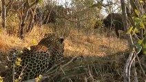 OMG! Leopard Dies When It Is Stabbed In The Belly By A Buffalo Horn When Trying To Hunt Baby Buffalo