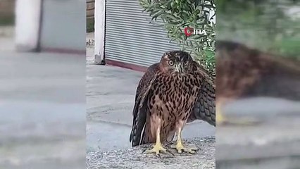 Sıcaktan bitkin düşen şahin Doğal Hayatı Koruma görevlilerine teslim edildi - Şahinin kanat kaldırdığı kedi böyle kaçtı