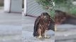 Le faucon, épuisé par la chaleur, a été livré aux agents de protection de la faune - C'est ainsi que le chat que le faucon a levé ses ailes s'est échappé