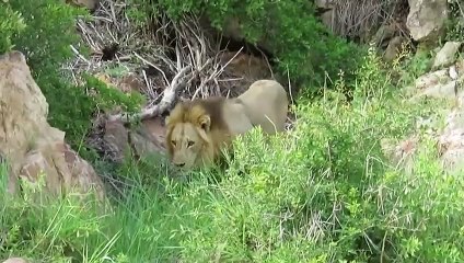 The Lion's Tragic End When Attacking Buffalo -The Buffalo Makes Lions Laugh -And Tragic Death