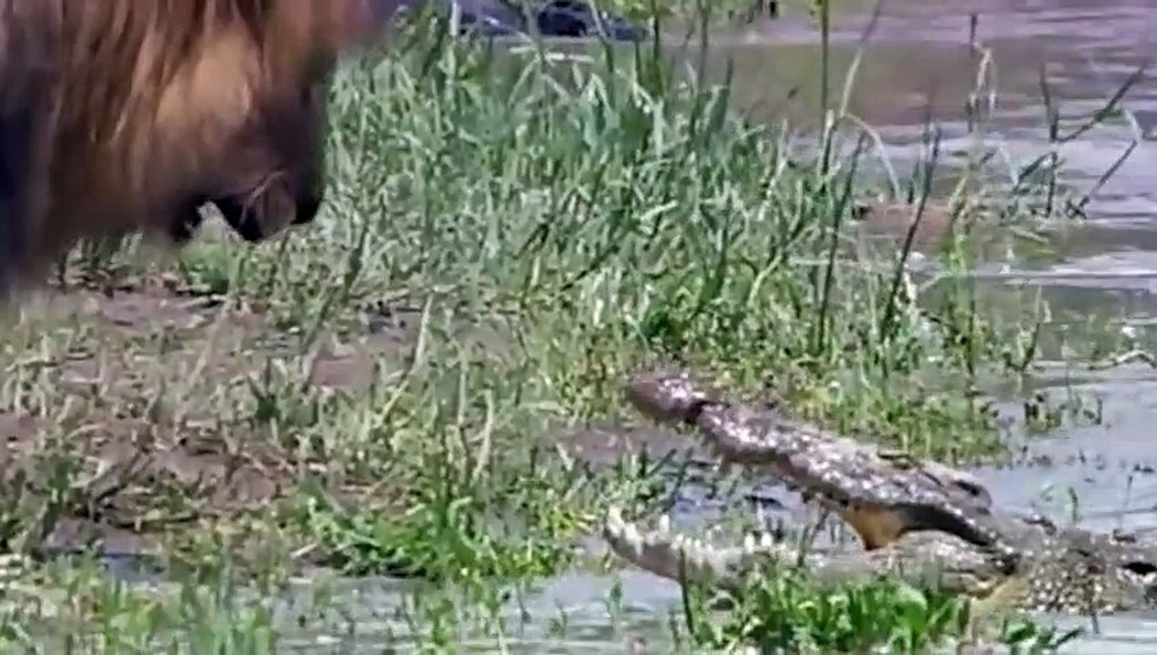 The Bad Fish Attacks The Lion's Legs And The Elephant's Help Tramples The Bad Fish Head