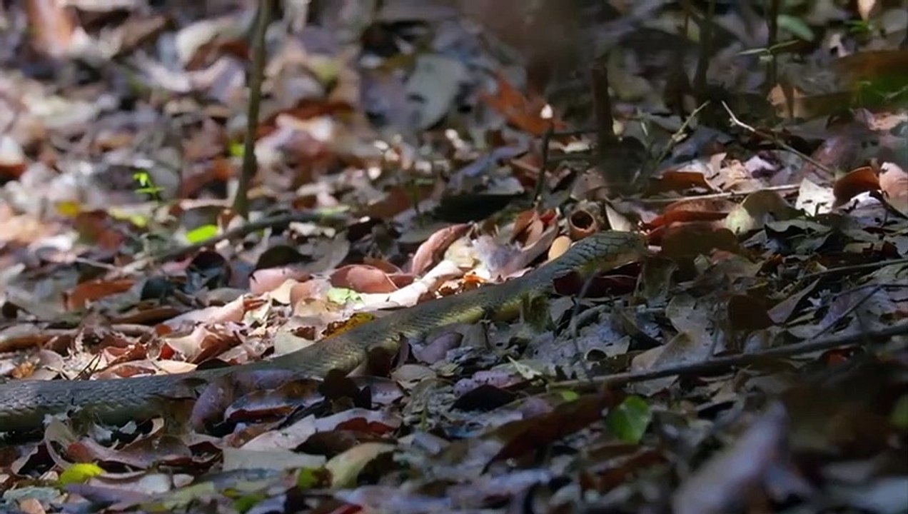Lion Attack Stealing Eggs Of Snakes - Ending Blinded by Snakes