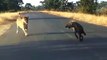 Hyena Attacked The Lion Cub After The Mother Gave Birth In The Leopard Territory - Hyena Tragic End